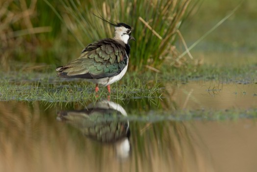 Lapwing – Credit: Andy Hay – © RSPB images