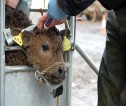 Calf being given an injection