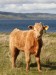 Calf in field with hills and lake in background