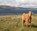 Calf in field with hills and lake in background