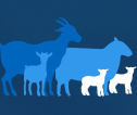 On a dark blue background, are graphics of a goat and kid in blue, a sheep in blue and two lambs in white