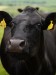 Close up of a cow's face