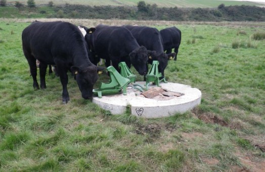 Alternative watering system for cattle