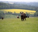 Grassy field with four cattle.