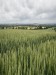 Wheat crop