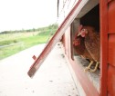 Chickens perching on edge of hen house opening