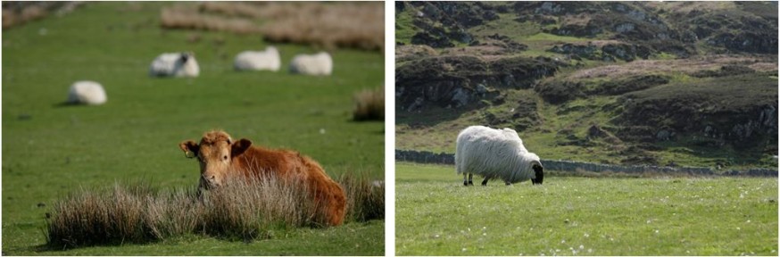 Management for chough – mixed grazing of in-bye creating a short sward for easy feeding; Credit: Andy Hay – © RSPB images