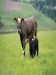 Cow and calf in field