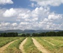Landscape view of crop field