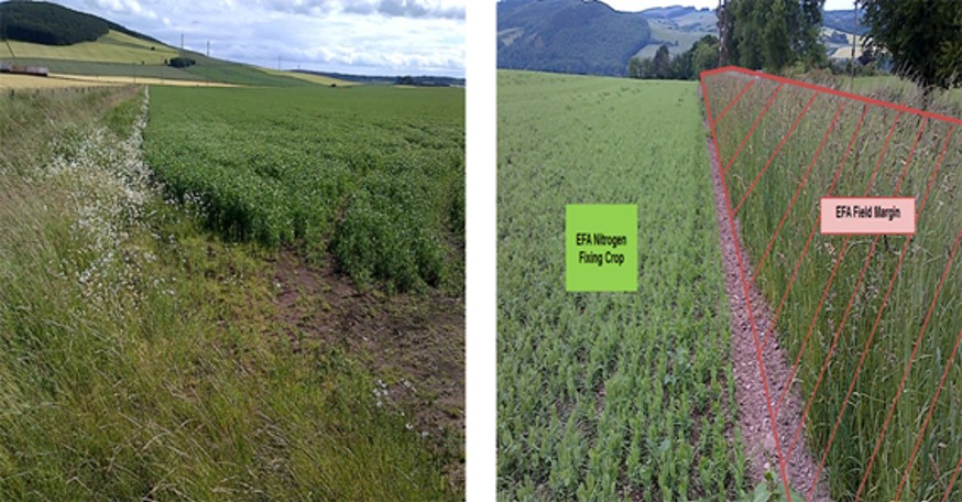 EFA nitrogen-fixing crops with associated claimed EFA field margins