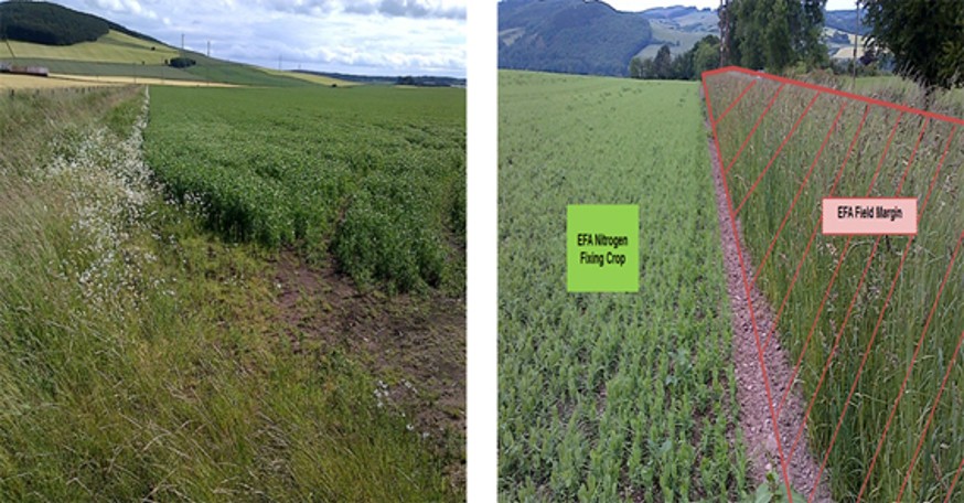 EFA nitrogen-fixing crops with associated claimed EFA field margins EFA nitrogen-fixing crops with associated claimed EFA field margins