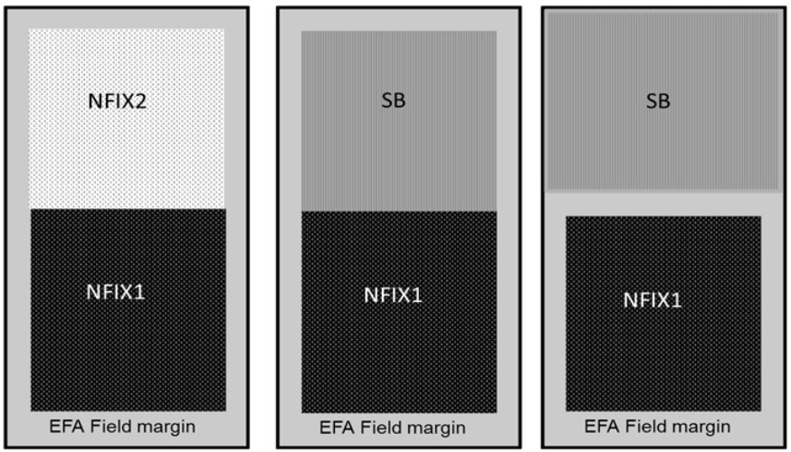 Examples of and EFA field margin surrounding EFA nitrogen-fixing crops