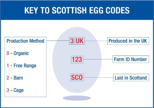 Egg codes Egg codes