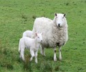 Ewe and lamb in field