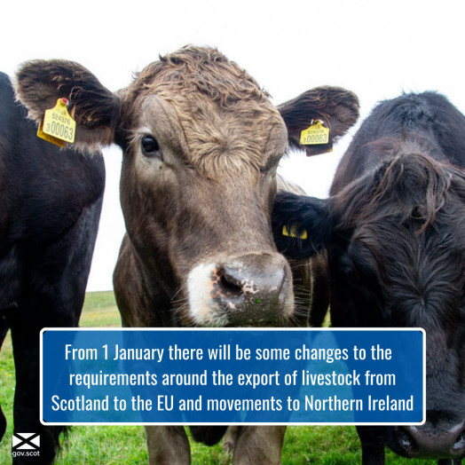 Image of cattle with text stating changes of exporting livestock from 1 January