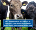 Image of cattle with text stating changes to livestock exports