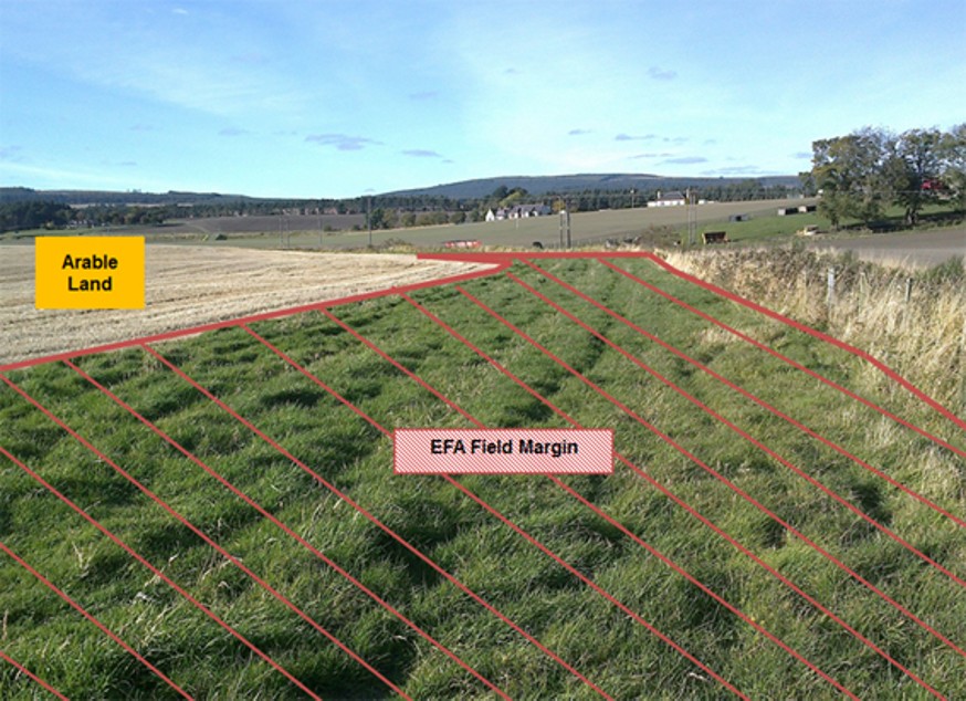 Image showing an example of a field margin Image showing an example of a field margin