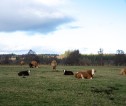 Beef cattle herd