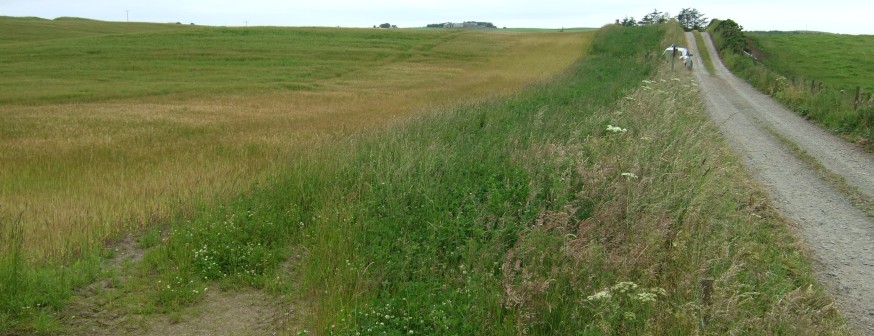 Grass strip in arable field – Credit: Hywel Maggs