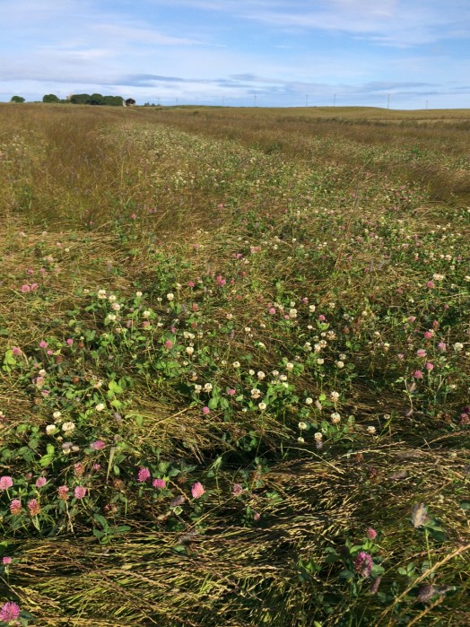 Green manure – Credit: Hywel Maggs