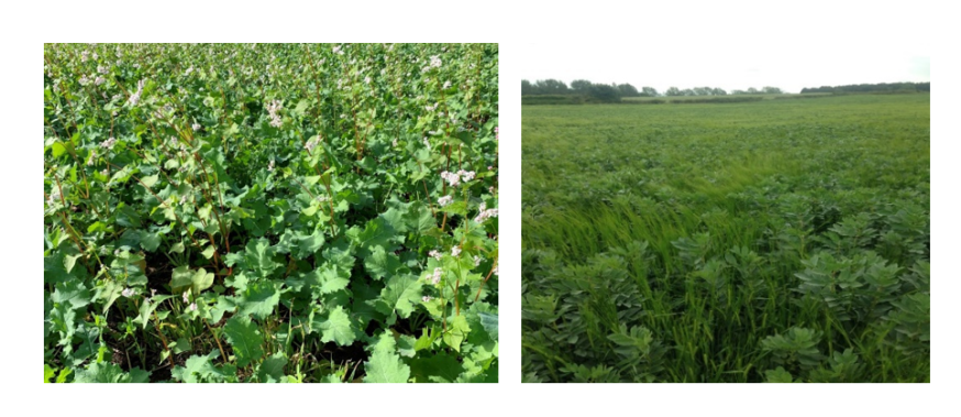 (left) winter oilseed rape under-sown with berseem clover and (right) barley sown with beans (left) winter oilseed rape under-sown with berseem clover and (right) barley sown with beans