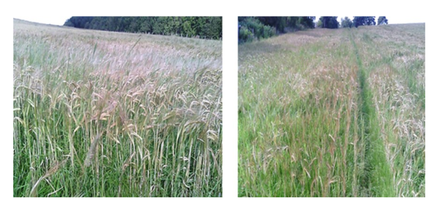 EFA catch crop – barley under sown with grass EFA catch crop – barley under sown with grass