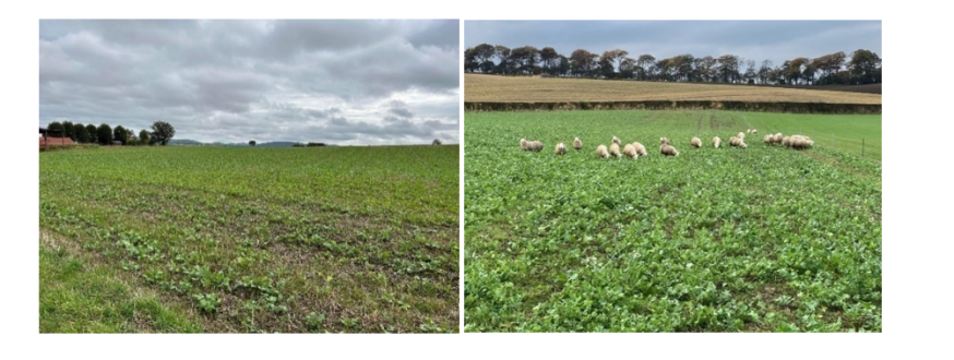 Examples of fields with green cover Examples of fields with green cover