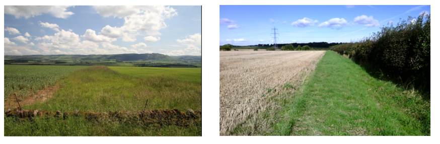 (left) EFA margin between 3m and 20m wide between two crops. (right) a 3m wide EFA margin next to an EFA hedge (left) EFA margin between 3m and 20m wide between two crops. (right) a 3m wide EFA margin next to an EFA hedge