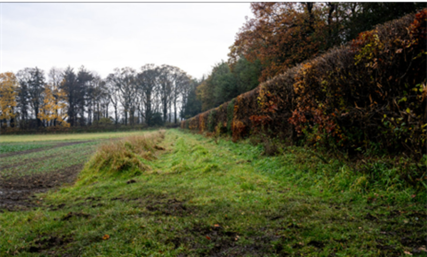 an existing grass margin (possibly a former agri-environment option or a margin established in grass) running from the centre of the hedge to the edge of an arable crop an existing grass margin (possibly a former agri-environment option or a margin established in grass) running from the centre of the hedge to the edge of an arable crop