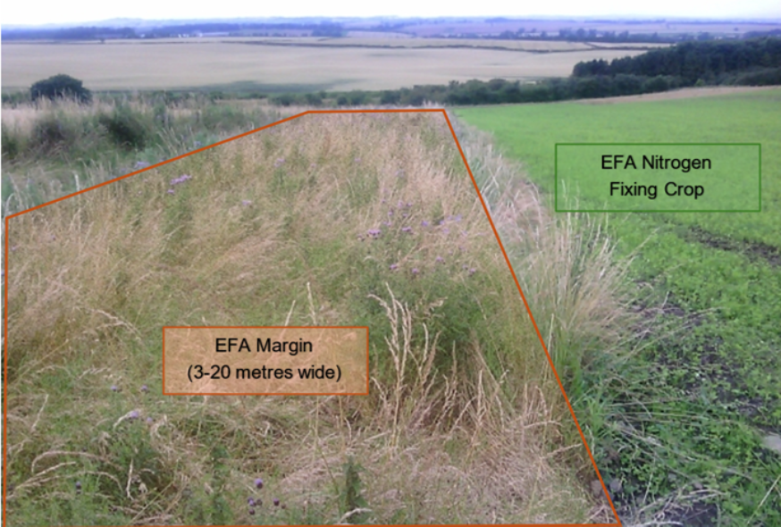 an EFA Nitrogen-Fixing crop with an associated claimed EFA margin an EFA Nitrogen-Fixing crop with an associated claimed EFA margin