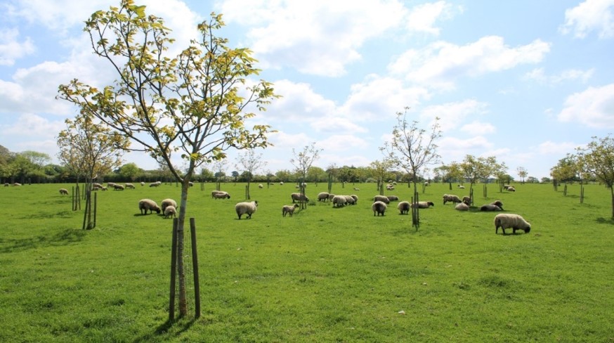 example of agro-forestry low density planting example of agro-forestry low density planting