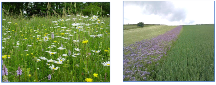 EFA fallow – oon left example of wild flower mix and right example of soil conditioning crop (phacelia) EFA fallow – oon left example of wild flower mix and right example of soil conditioning crop (phacelia)