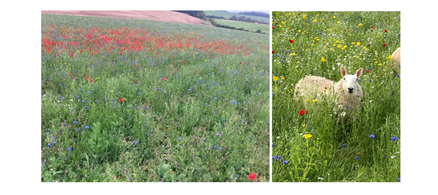 Examples of EFA herb and legume rich pastures Examples of EFA herb and legume rich pastures