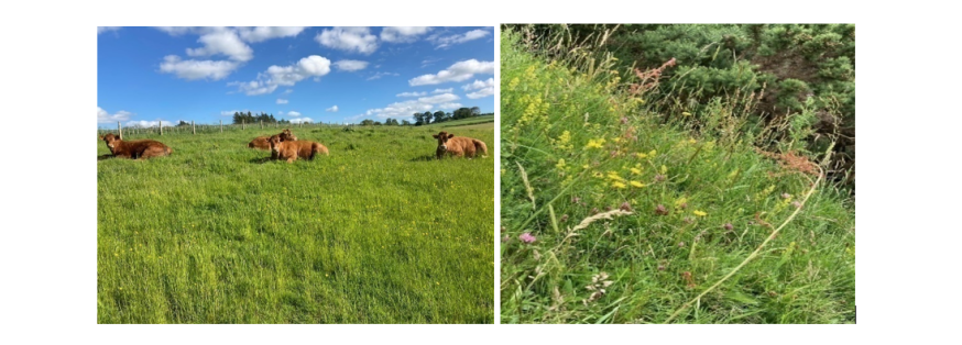 Examples of low input grassland Examples of low input grassland