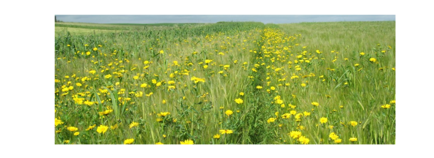 example of unharvested crop example of unharvested crop