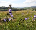 Scottish Bluebells growing in a newly planted forestry plantation