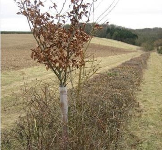 Hedgerow tree with appropriate protection from herbivores – © Scottish Natural Heritage