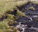 Photograph of peatland