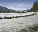 Crop field with a netting for pest management