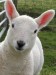 Lamb on croft in Lewis