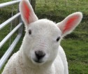 Lamb on croft in Lewis