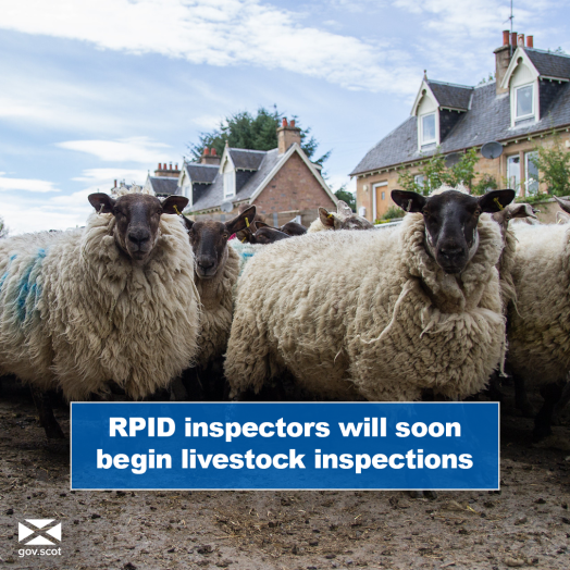 Picture of sheep with text box Picture of sheep with text box