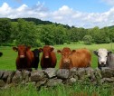 Cows in a field - courtesy of Jayne Adamson 