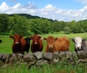 Cows grazing behind a wall