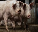 Two pigs 