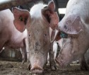 Closeup of pig's face from the ground and side of another pig