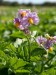 Potato fields and flower