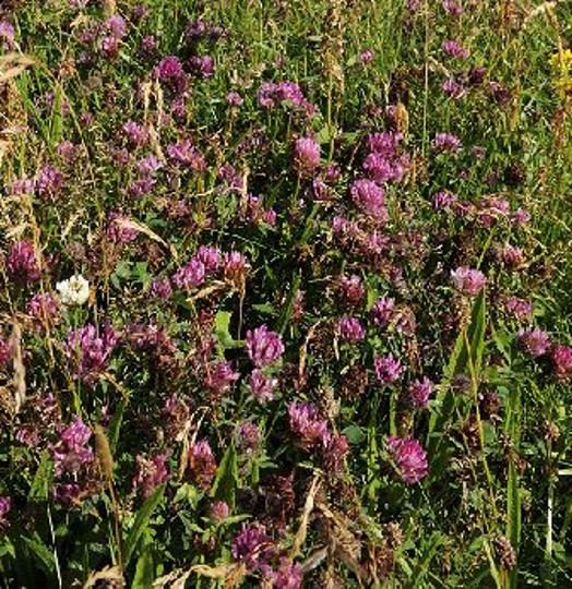 Red clover – Credit: Lorne Gill – © Scottish Natural Heritage