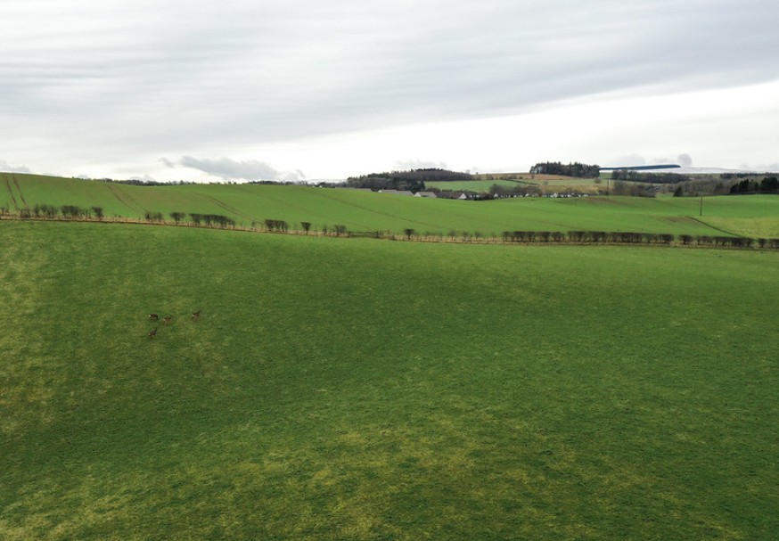 Roe deer on farmland taken in Midlothian
