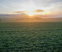 Sunrise over a field 